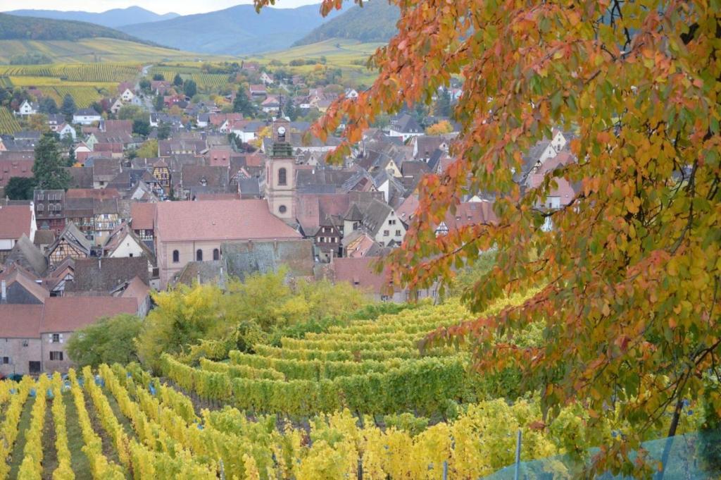 Le Millésime Gîte de Charme classé 4 étoiles sur les remparts - Animaux de compagnie acceptés – photo 11