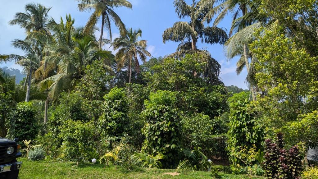 a truck parked in front of some palm trees at Highwalton Estate Heritage Bungalow in Udasgiriya