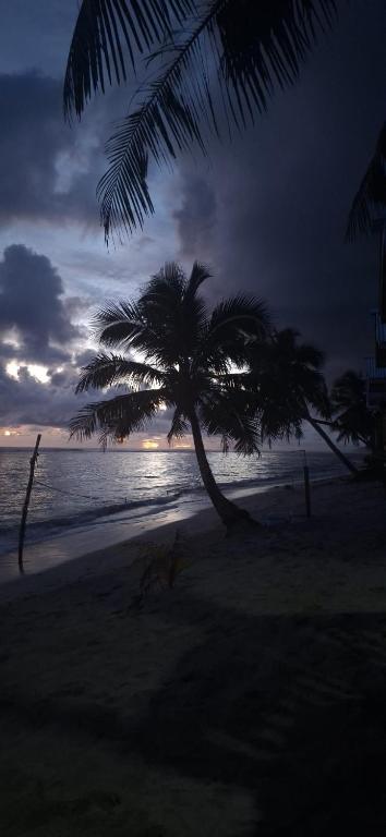 a palm tree on a beach with the ocean at DO NOT USE this in Apia
