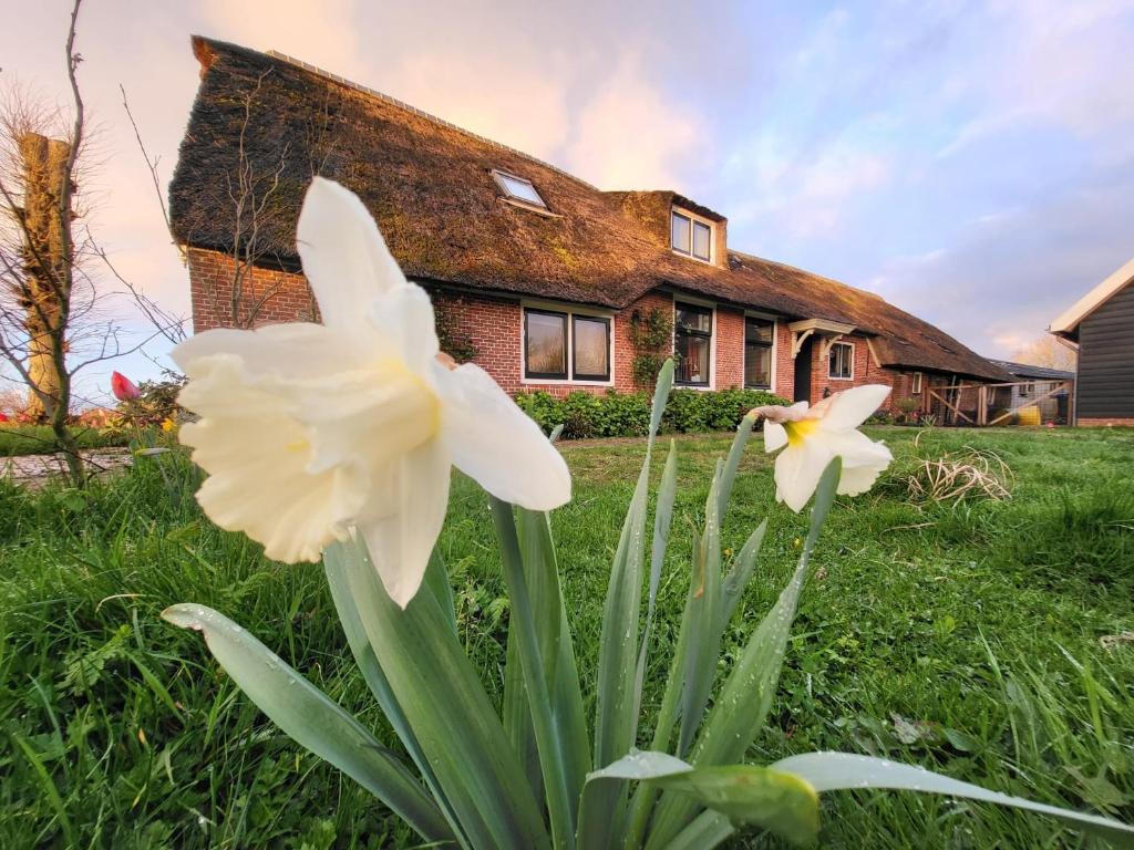 a white flower in front of a house at B&B Koe en Kussen in Bodegraven