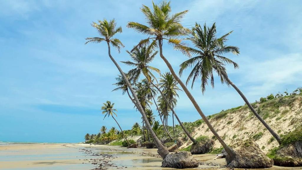 a group of palm trees on a beach at Via do Sol flats in Amontada