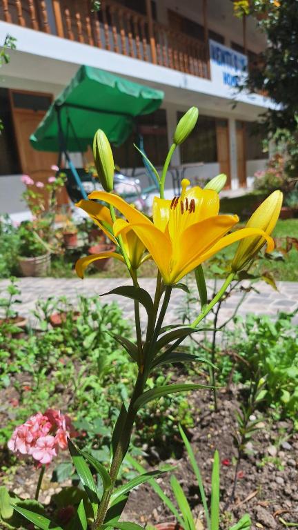 a yellow flower is growing in a garden at Kenti's Home Ollantaytambo in Ollantaytambo