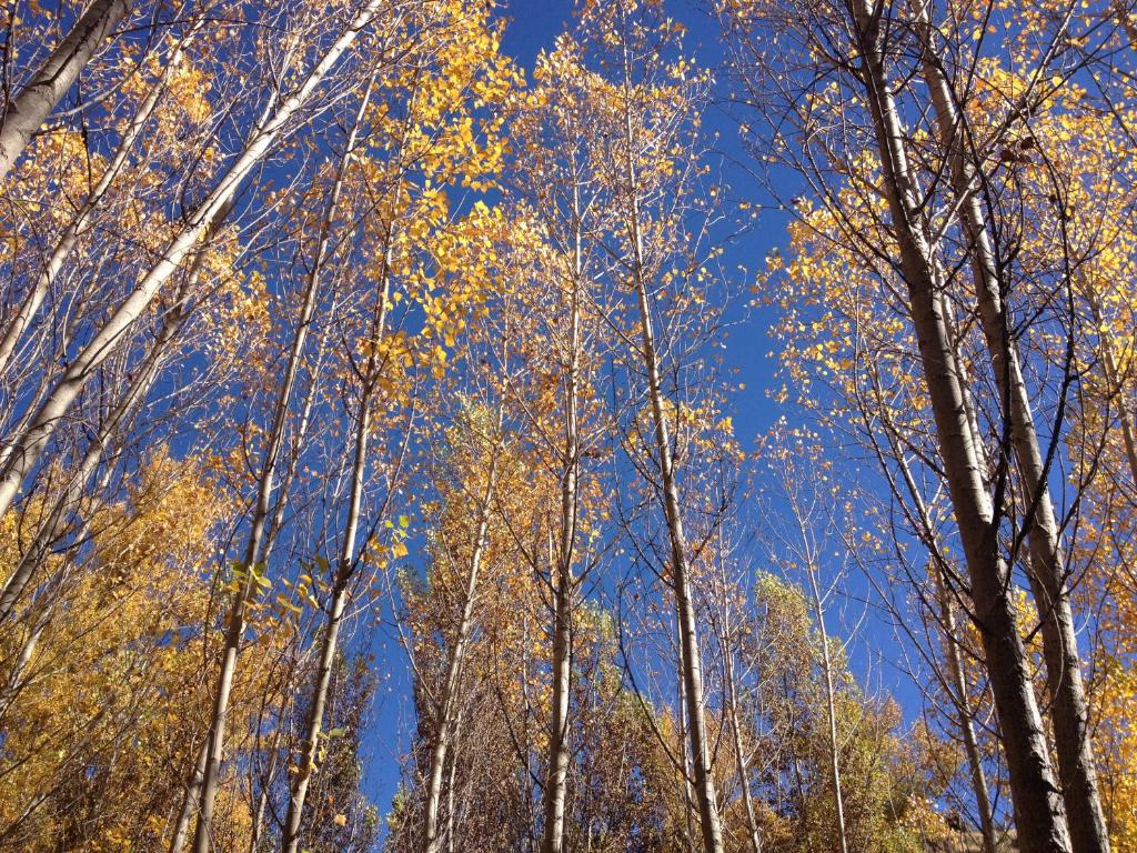 a group of trees with autumn leaves on them at Casa Lola in Pelegrina