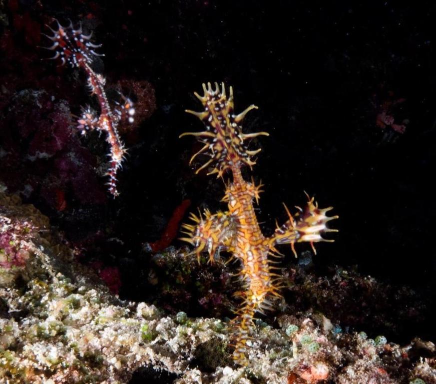 Island Scuba - View 10