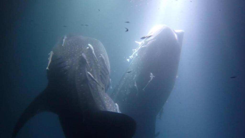 Island Scuba - View 28