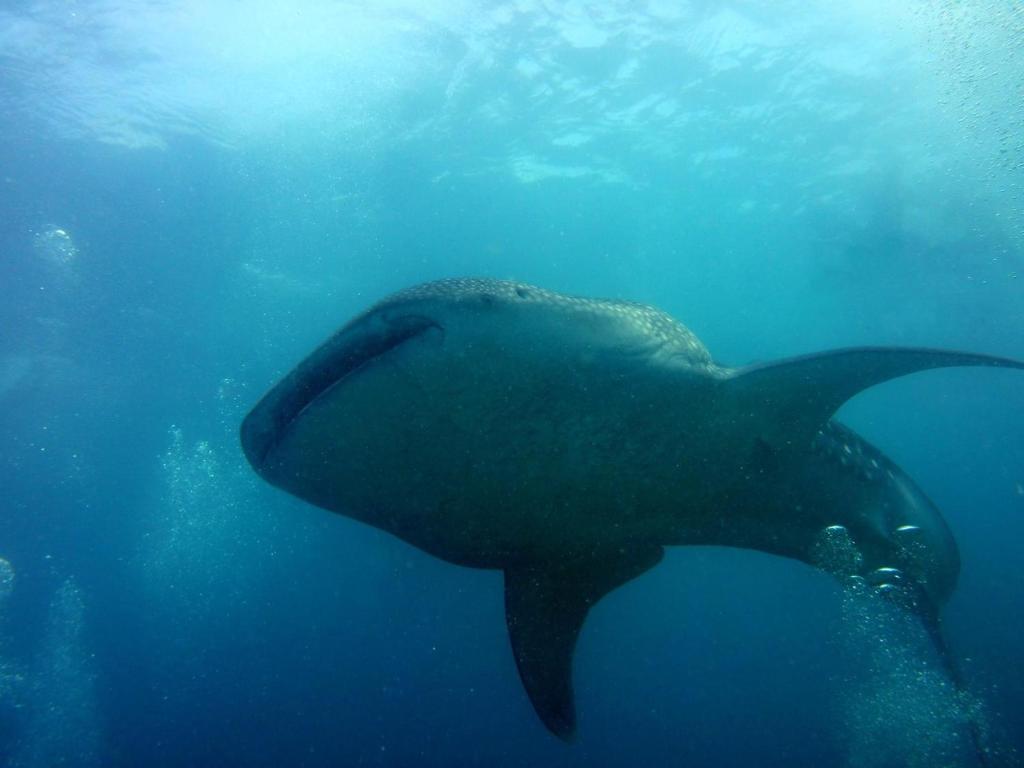 Island Scuba - View 30