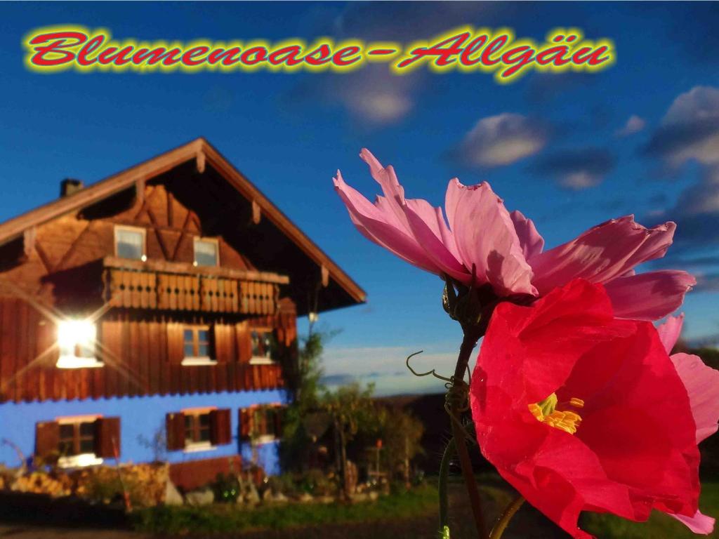 a red flower in front of a house at Blumenoase Allgäu in Schwanden