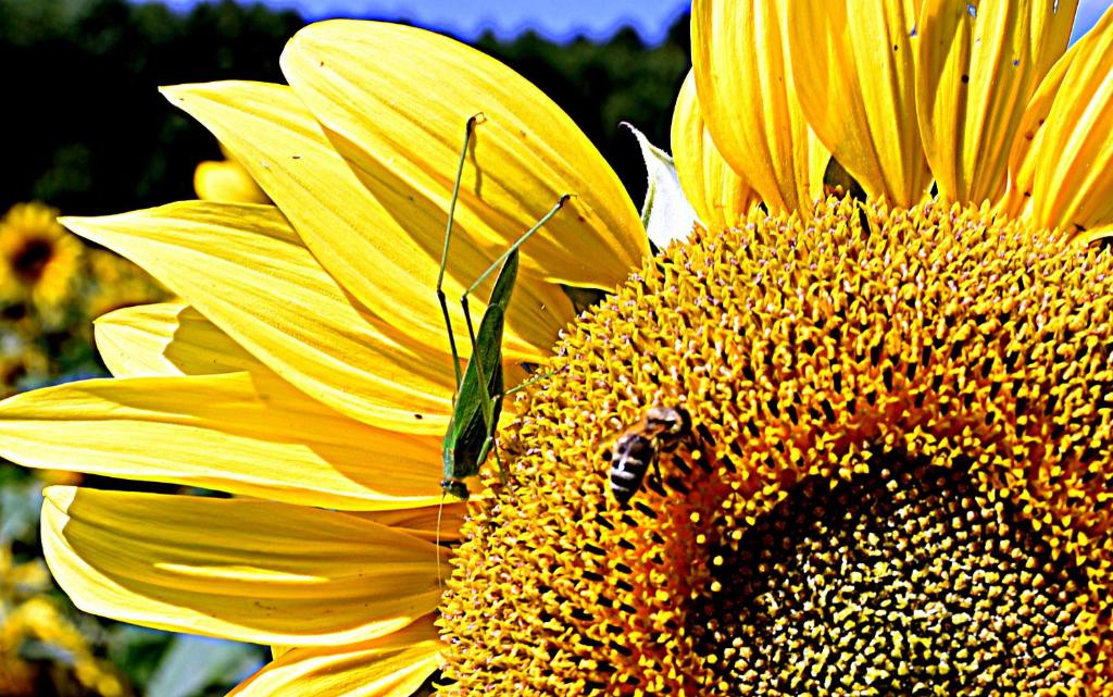 a yellow sunflower with a beetle on top of it at Ferienwohnung Osterfeld in Garmisch-Partenkirchen