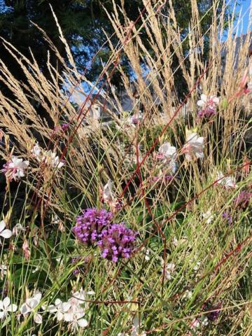 a bunch of purple flowers in the grass at Ker Gwezenn in Tramain