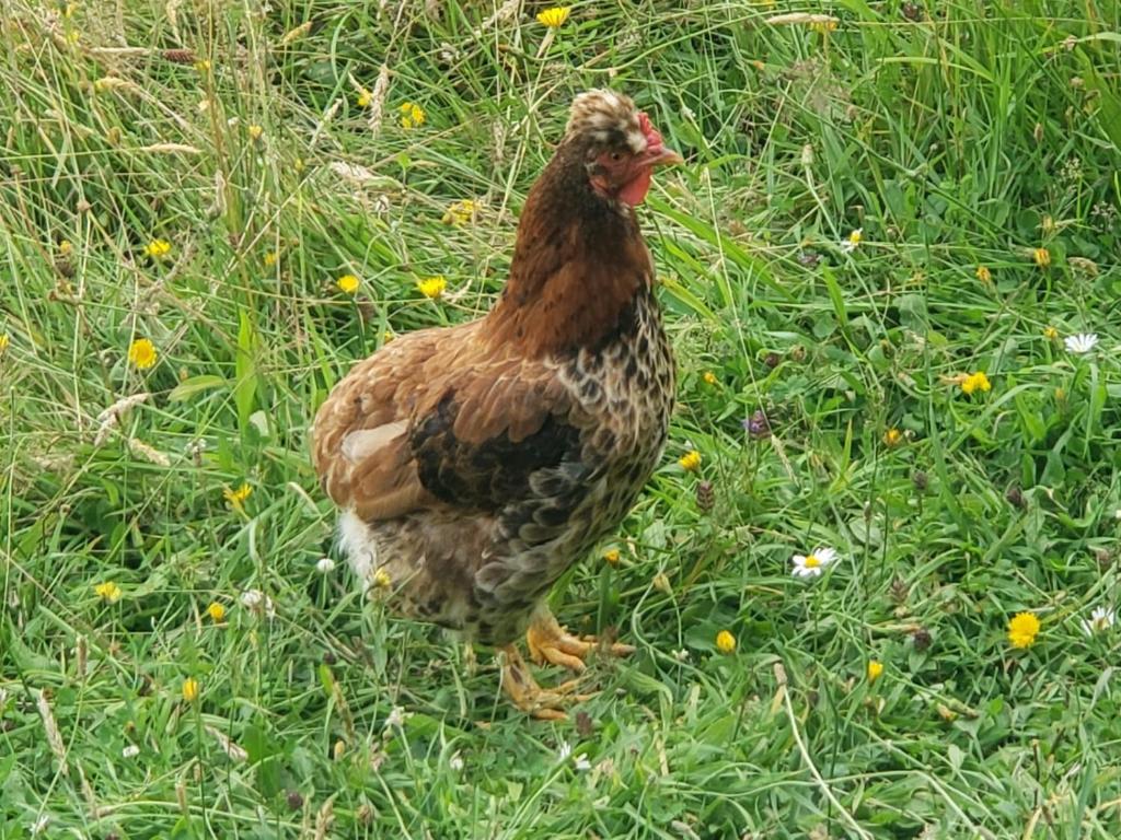 a brown chicken standing in the grass at Cabaña Evaristo Ivan in Frutillar