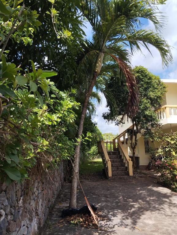 a palm tree in front of a house at Casa mar in Las Galeras
