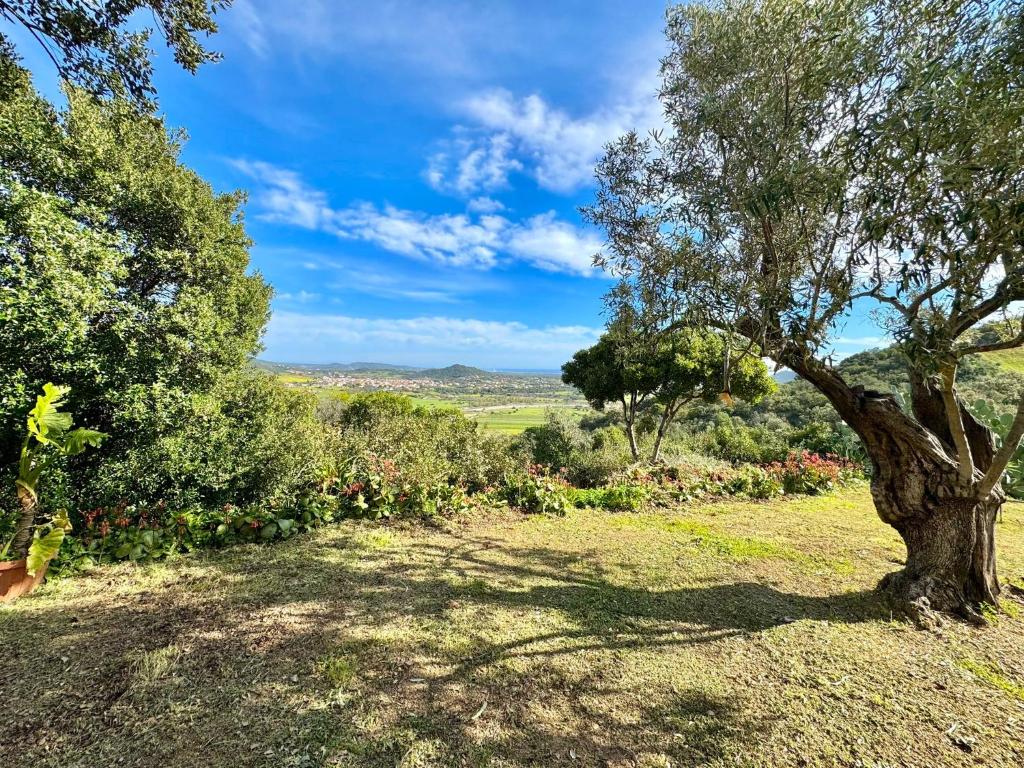 a tree in the middle of a field with a view at Country Guest House in Cardedu