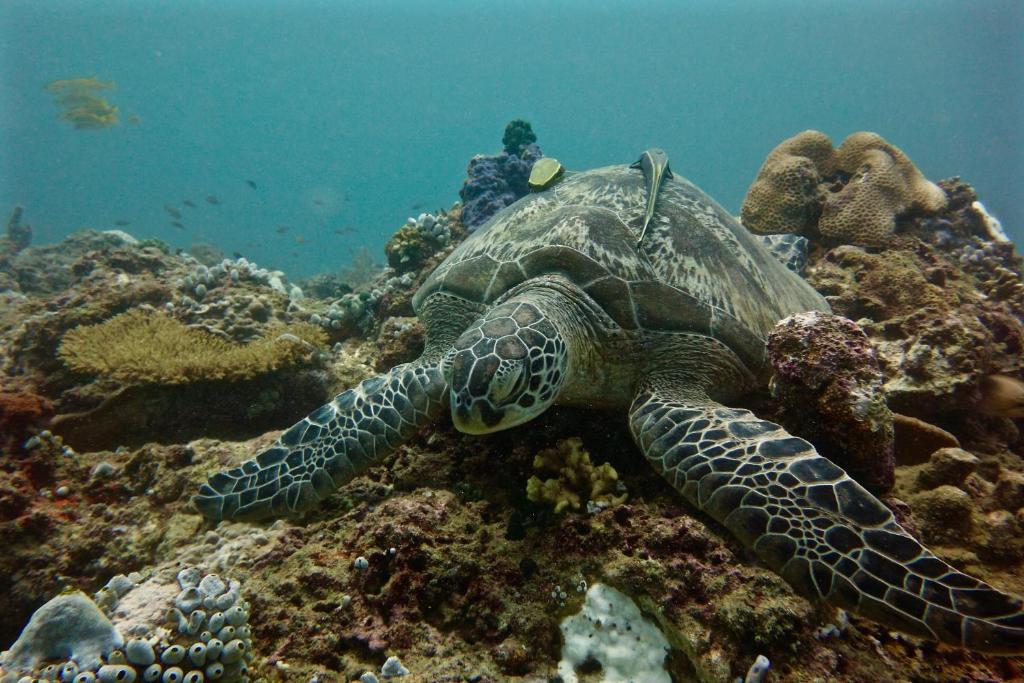 a green turtle laying on a coral reef at Perhentian Island Resort in Perhentian Islands