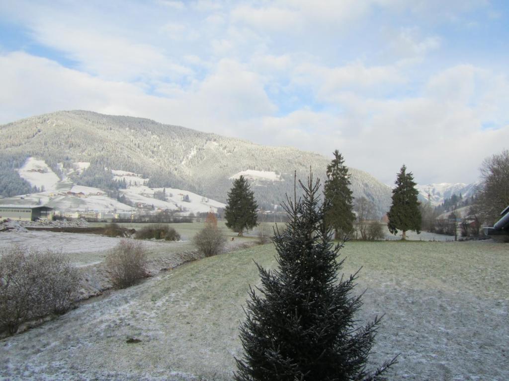 a christmas tree in a field next to a mountain at Ferienwohnung Familie Wieser in Altenmarkt im Pongau