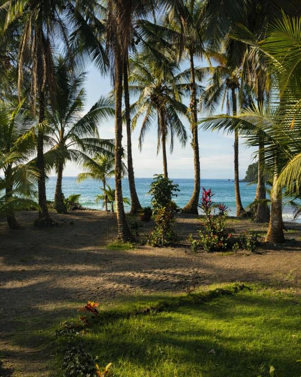 a group of palm trees on the beach at Playa Terküa hotel in Nuquí
