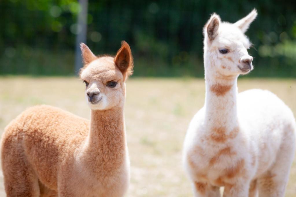 two brown and white llamas standing next to each other at Ferienwohnung Alpakahof in Kleinreinsdorf