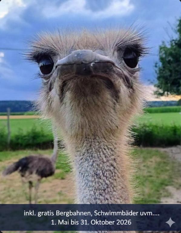an ostrich looking up at the camera at Blickfang Bregenzerwald in Langenegg
