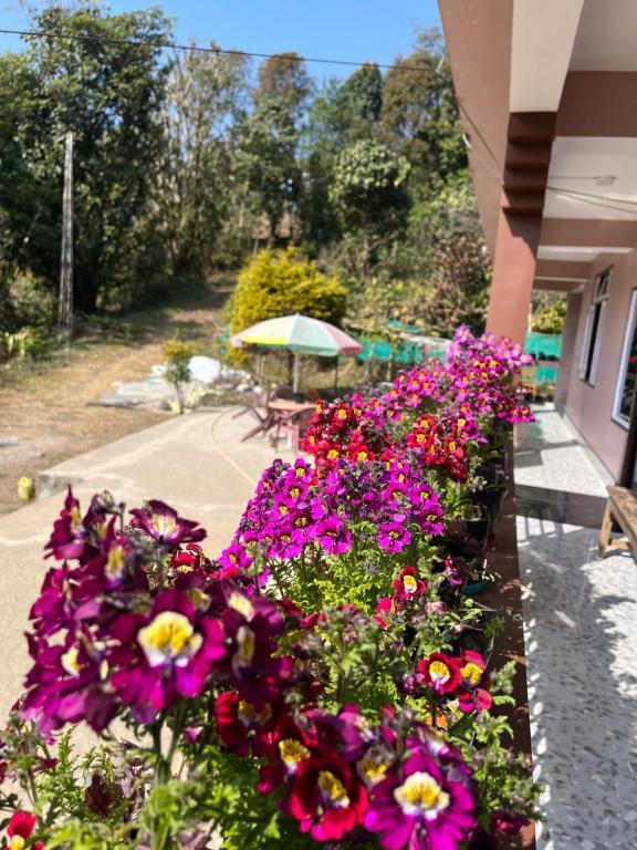 a row of flowers on the side of a building at Elves Homestay in Rhenok