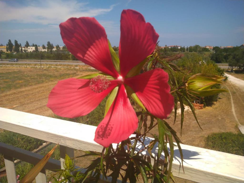 a red flower sitting on a fence at Camera singola in affitto con bagno privato interno in Montenero di Bisaccia