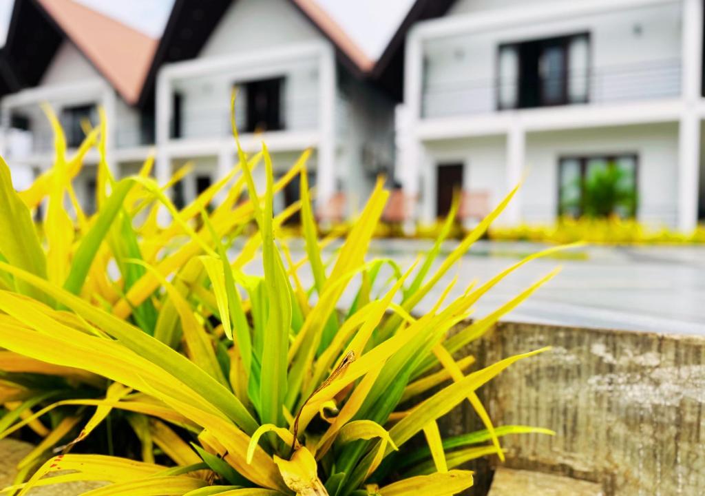 a green plant in front of a white house at Gagana Resort in Anuradhapura
