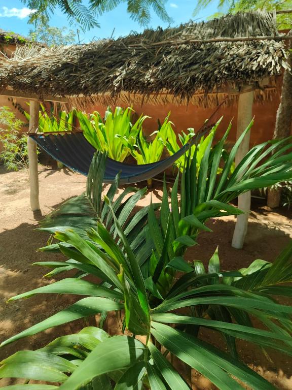 a hammock with plants in front of a hut at Auberg'inn in Toliara