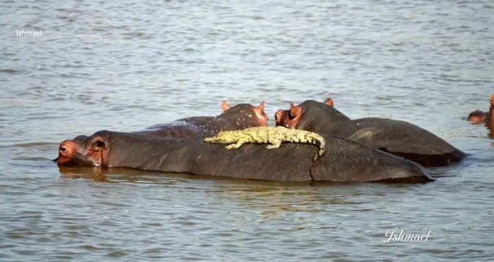 Chimwemwe safari camp Zambezi river front