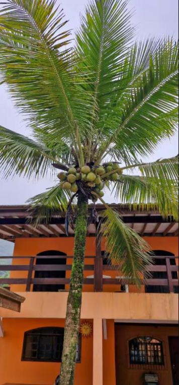 a palm tree in front of a building at Pousada Menino do Rio in Ubatuba
