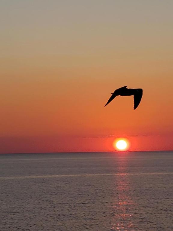 a bird flying over the ocean at sunset at Romantic Beachfront Sunsets in Panama City Beach