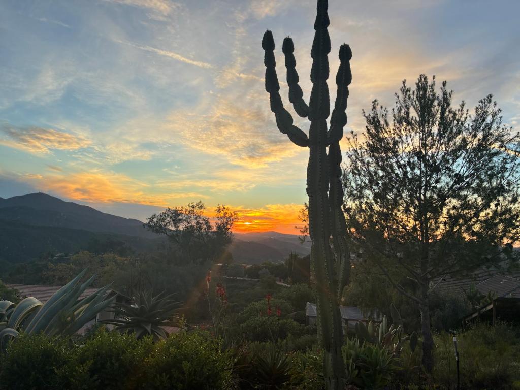 a saguaro cactus in a garden at sunset at Painted sky casita in San Diego