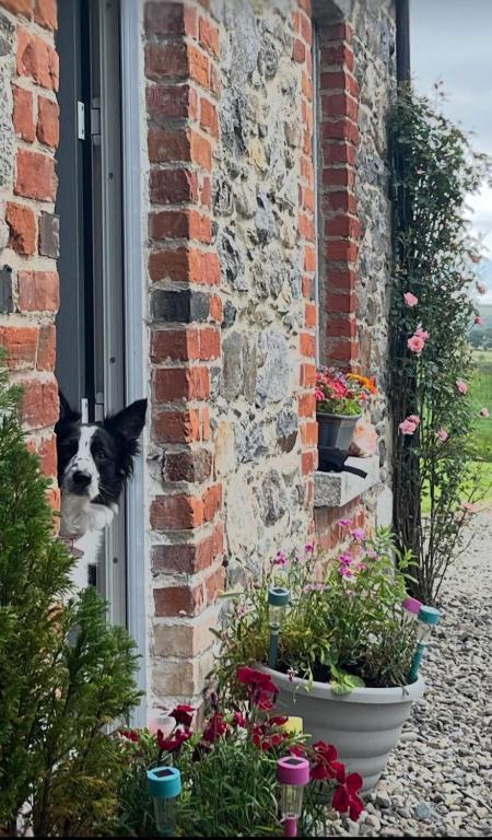 a dog sticking its head out of a window at Whitehill Cottage in Castlewellan