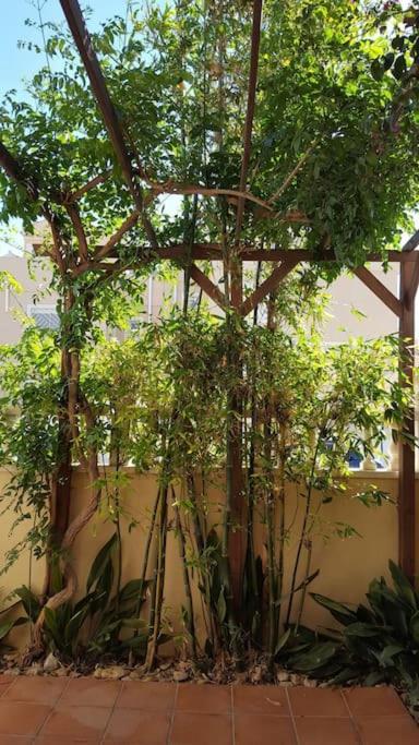 A garden outside Brisa del Mar