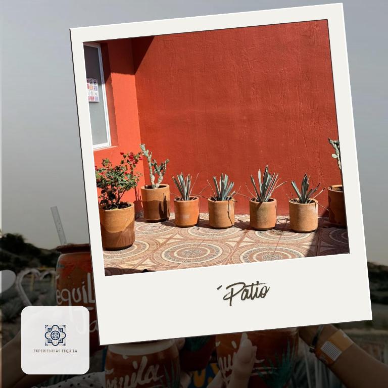 Casa Mexico, Tekilan