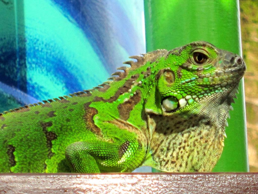 Zvířata v hotelu nebo okolí