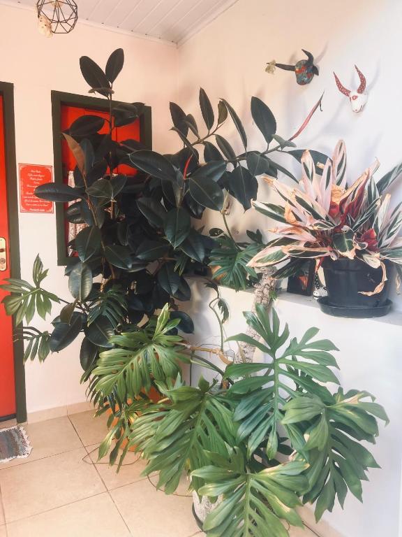 a bunch of plants are on a wall at Toca do Lobo in Pirenópolis