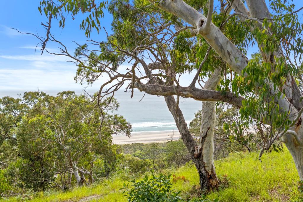 a tree on a hill with a beach in the background at Surf Gums, Sleeps 9, Pet Friendly, Fully Renovated in Point Lookout