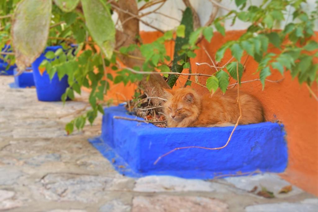 Domácí mazlíčci ubytovaní s hosty v ubytování Ύδρα ivY