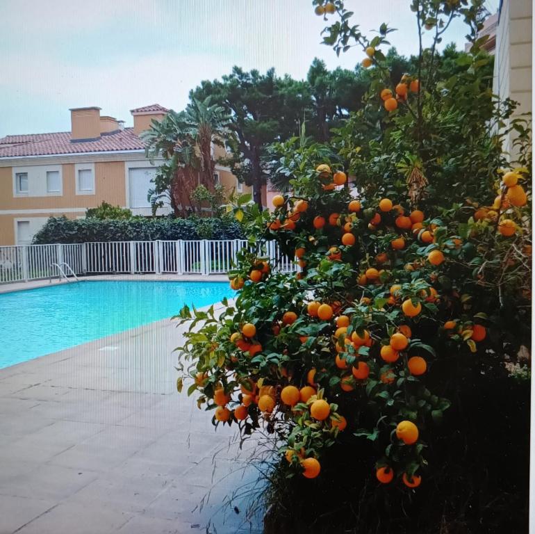 an orange tree in front of a swimming pool at Proche de Monaco appartement devant piscine in Beausoleil