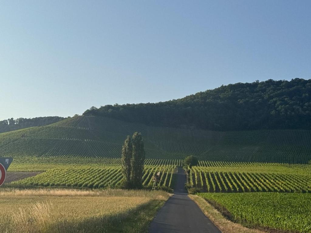 a road in the middle of a field of vineyards at Horizont 360 in Kitzingen