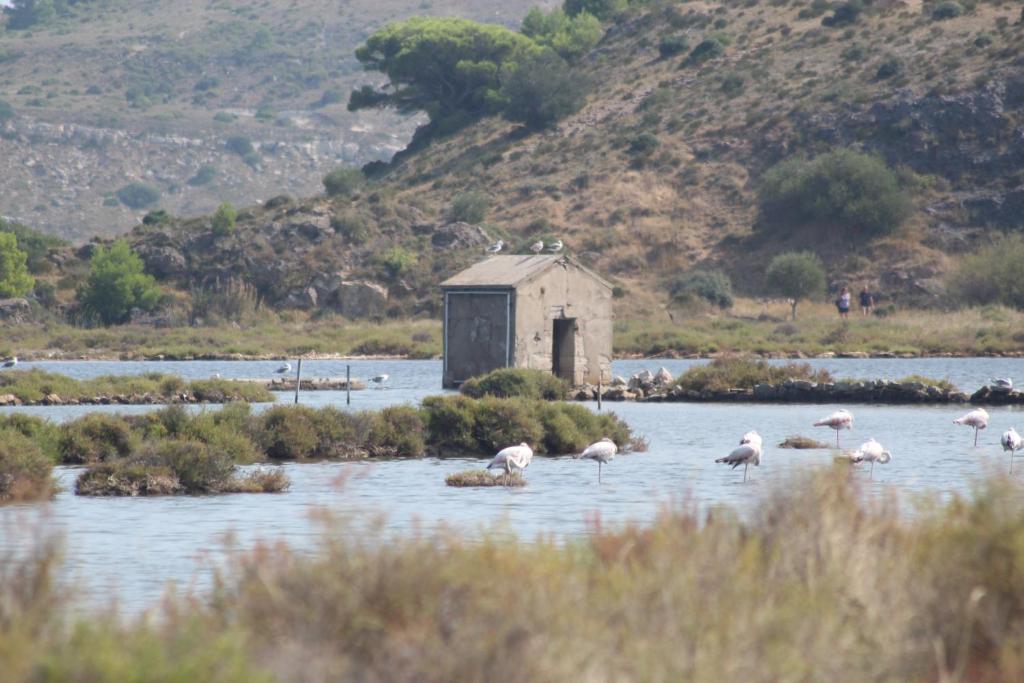 a group of flamingos standing in a body of water at Gîte La Tchoupetta,proche Narbonne jaccuzi, jardin, canalplus, netflix in Peyriac-de-Mer