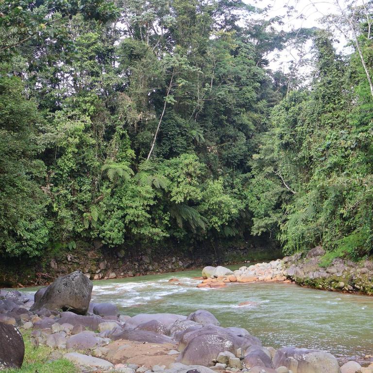 a river with rocks in front of a forest at Nature retreat in Río Cuarto