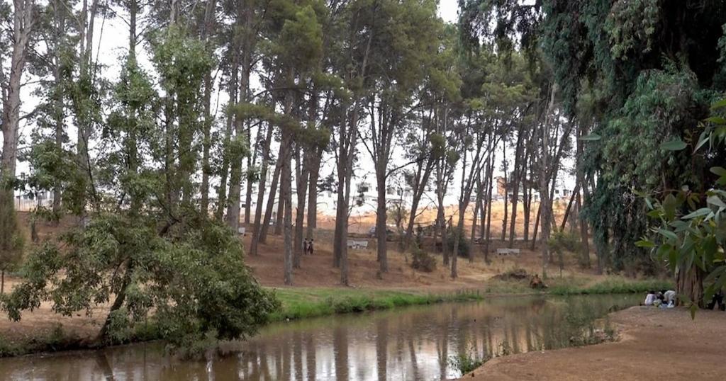 a river with a bunch of trees next to a forest at Fes nature in Fez