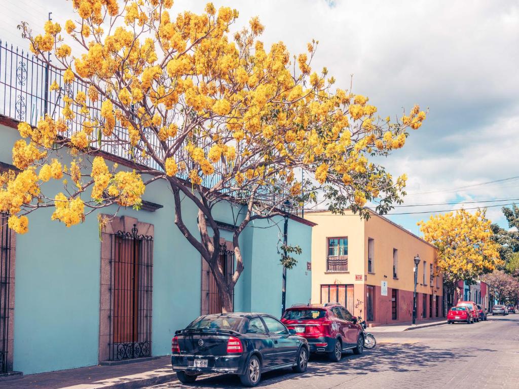 a yellow tree on the side of a street at Suites Patio Antequera in Oaxaca City