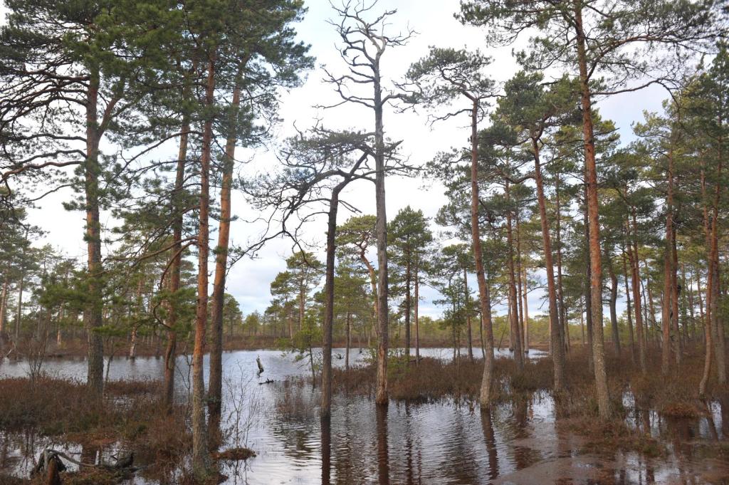 a group of trees in a swamp with water at Suurejõe Holiday Center in Suurejõe