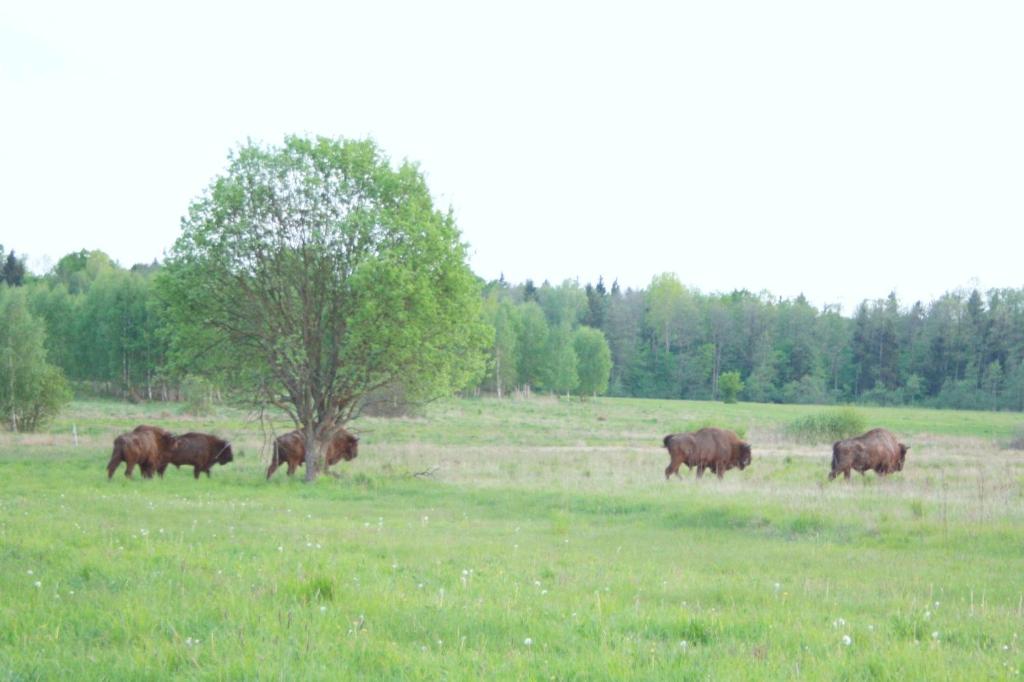 Zvieratá na farme alebo blízkom okolí