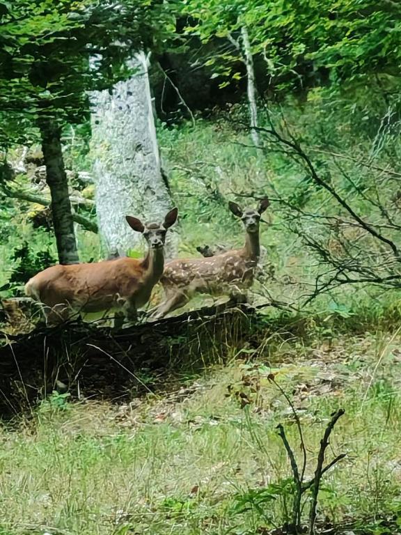 two deer standing in the grass in a field at Les Nids Pyrénéens in Castillon-de-Larboust