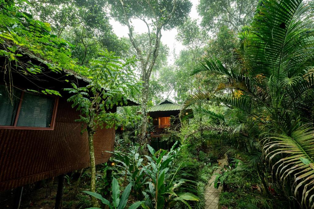 a house in the middle of a jungle with trees at Monsoon Retreats by DAAN in Thekkady