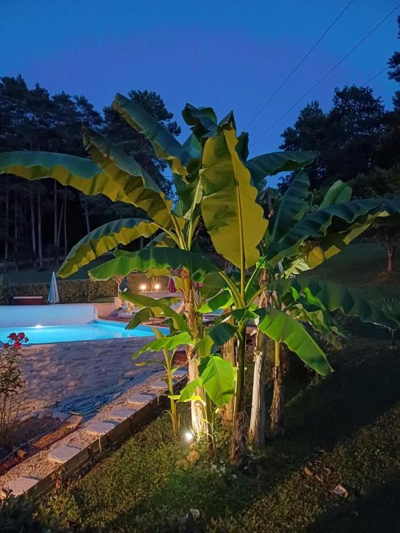 a banana tree with lights next to a pool at La Marceline Gîte avec piscine près de Lascaux IV in Aubas