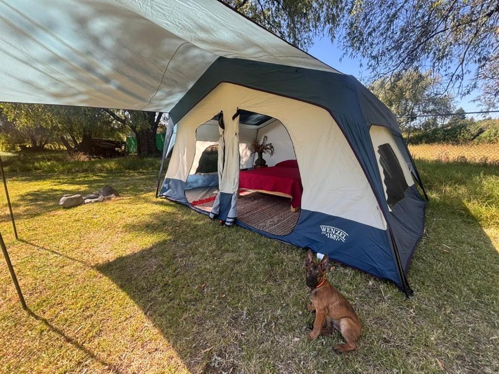 ein blau-weißes Zelt mit einem Hund im Gras in der Unterkunft Glamping Lagoon in Tlaxcala de Xicohténcatl