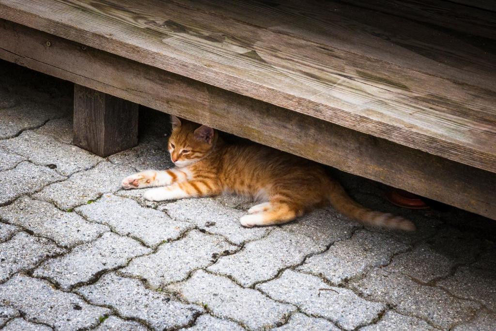 Fotografie z fotogalerie ubytování Ferienwohnung Örgenbauer v destinaci Saalfelden am Steinernen Meer