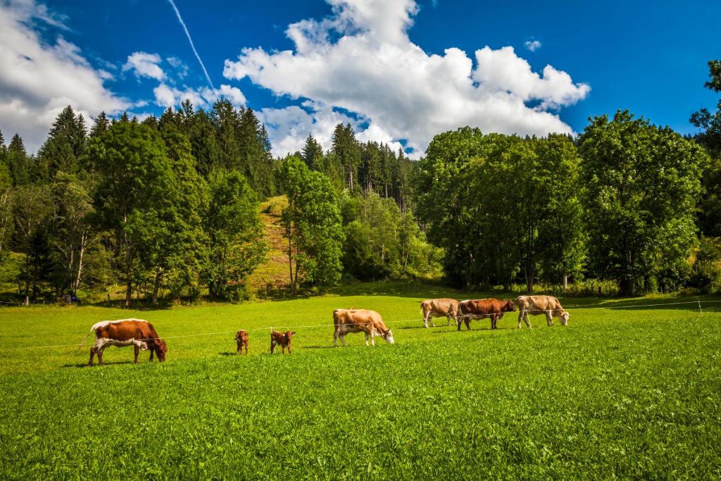 Fotografie z fotogalerie ubytování Ferienwohnung Örgenbauer v destinaci Saalfelden am Steinernen Meer